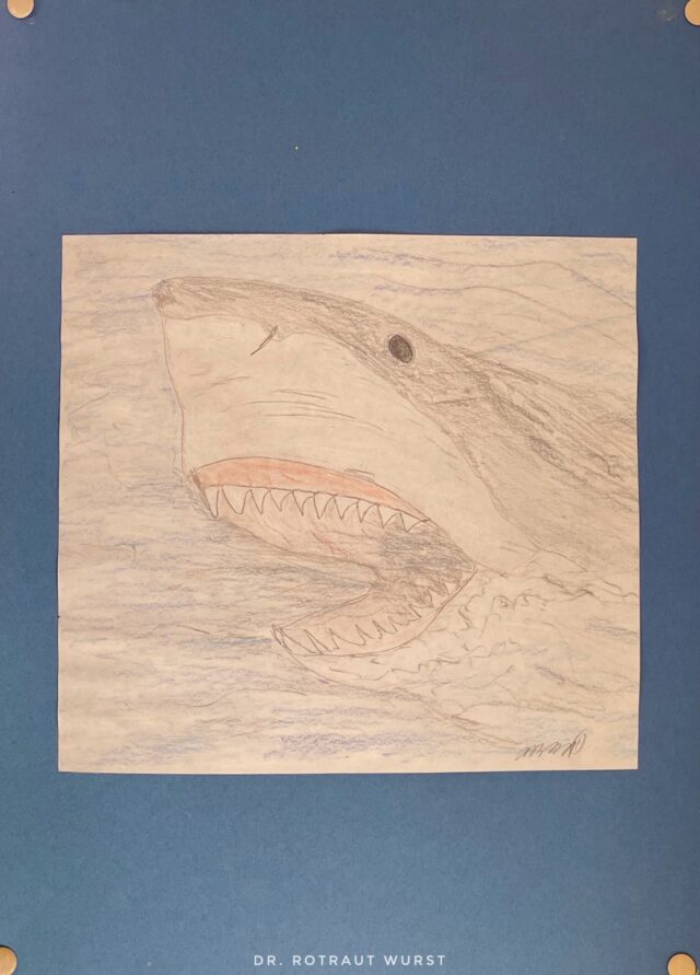 Der weiße Hai, Zeichnung von Dr. Rotraut Wurst